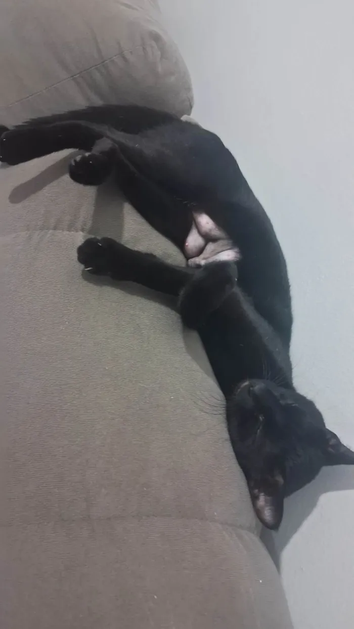 Gato ra a SRD-ViraLata idade 3 anos nome Minrinrin