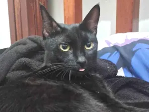 Gato raça SRD-ViraLata idade 3 anos nome Minrinrin