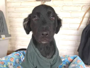 Cachorro raça SRD-ViraLata idade 2 a 6 meses nome Zion 