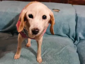 Cachorro raça SRD-ViraLata idade 6 ou mais anos nome Jolie