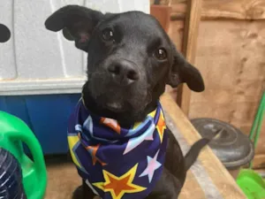 Cachorro raça SRD-ViraLata idade 3 anos nome Oreo
