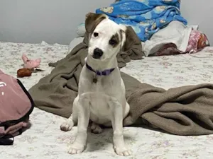 Cachorro raça SRD-ViraLata idade 7 a 11 meses nome Belinha 