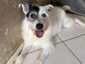 Cachorro raça SRD-ViraLata idade 3 anos nome Luna