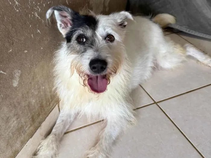 Cachorro ra a SRD-ViraLata idade 3 anos nome Luna