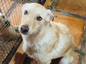 Cachorro raça SRD-ViraLata idade 1 ano nome Feliz