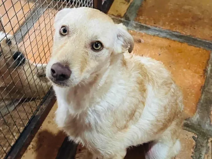 Cachorro ra a SRD-ViraLata idade 1 ano nome Feliz