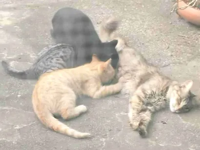 Gato raça SRD-ViraLata idade 2 a 6 meses nome Nevado, Tigrinho e Monocromático
