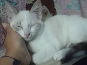 Gato raça SRD-ViraLata idade 7 a 11 meses nome Sophie 