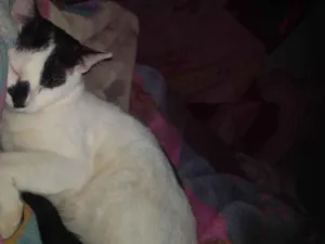Gato raça SRD-ViraLata idade 7 a 11 meses nome Bala 