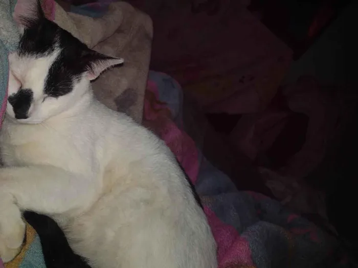Gato ra a SRD-ViraLata idade 7 a 11 meses nome Bala 