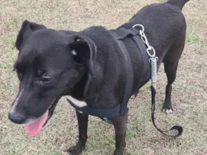Cachorro raça ViraLata idade 2 anos nome Ryuk
