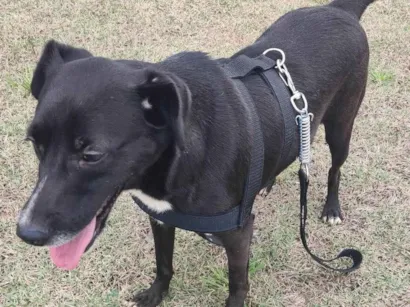 Cachorro raça ViraLata idade 2 anos nome Ryuk