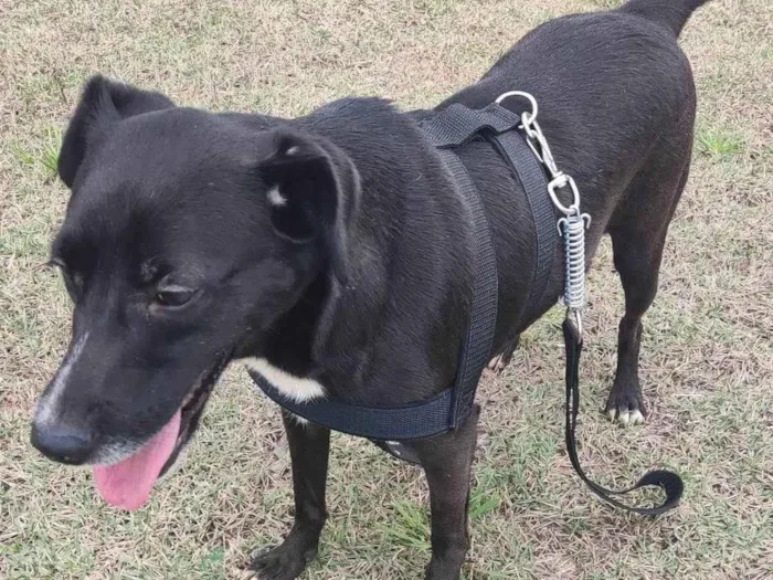 Cachorro ra a ViraLata idade 2 anos nome Ryuk