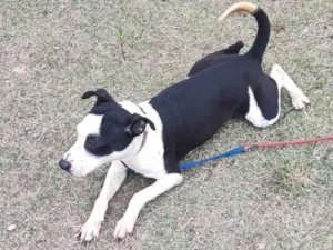 Cachorro raça SRD-ViraLata idade 2 anos nome Zaya