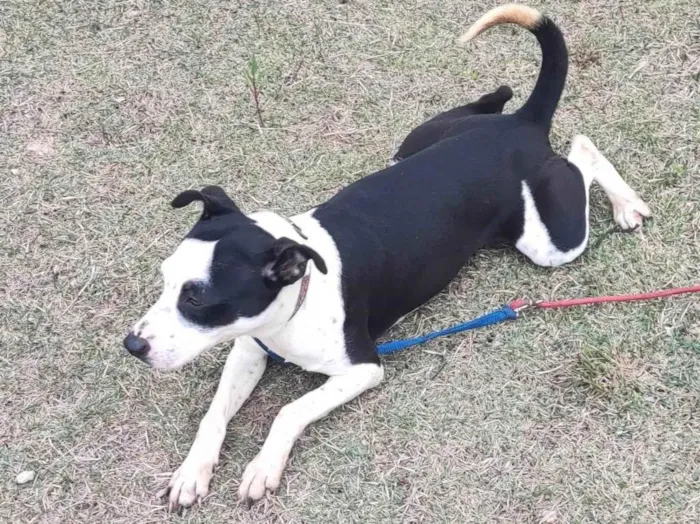 Cachorro ra a SRD-ViraLata idade 2 anos nome Zaya