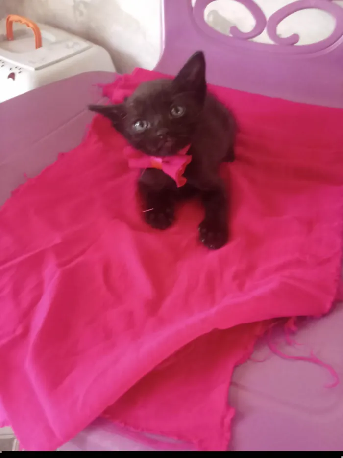 Gato ra a SRD-ViraLata idade 2 a 6 meses nome Ezel
