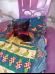 Ezel