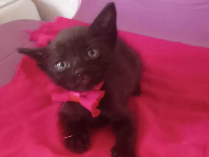 Gato ra a SRD-ViraLata idade 2 a 6 meses nome Ezel