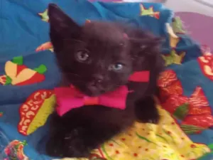 Gato raça SRD-ViraLata idade 2 a 6 meses nome Ezel
