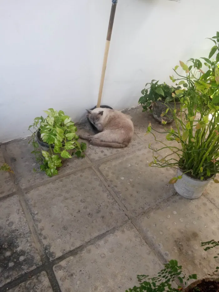 Gato ra a Siamês idade 3 anos nome Ñ tem