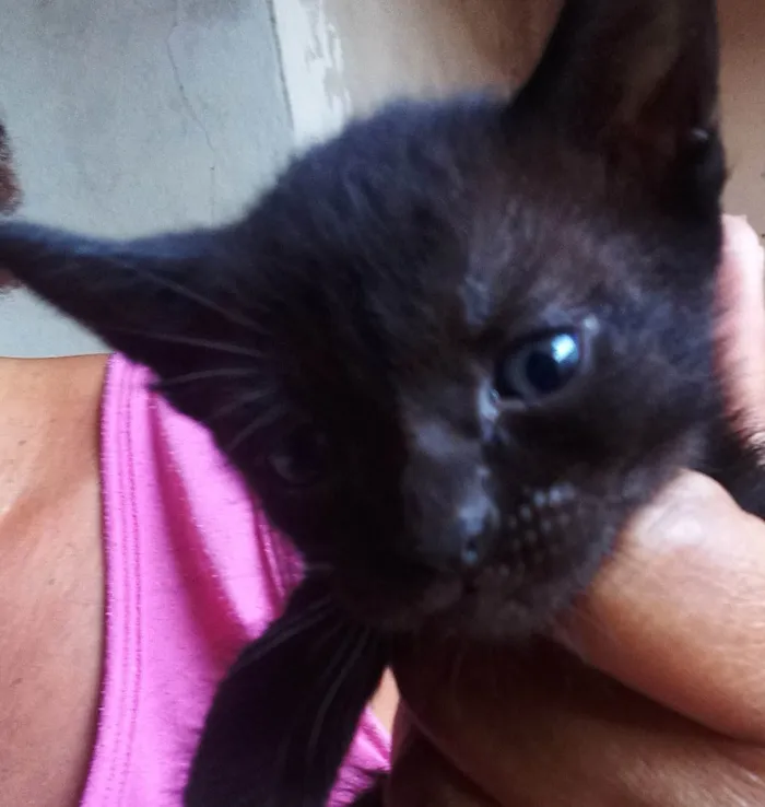 Gato ra a SRD-ViraLata idade Abaixo de 2 meses nome Sem nome
