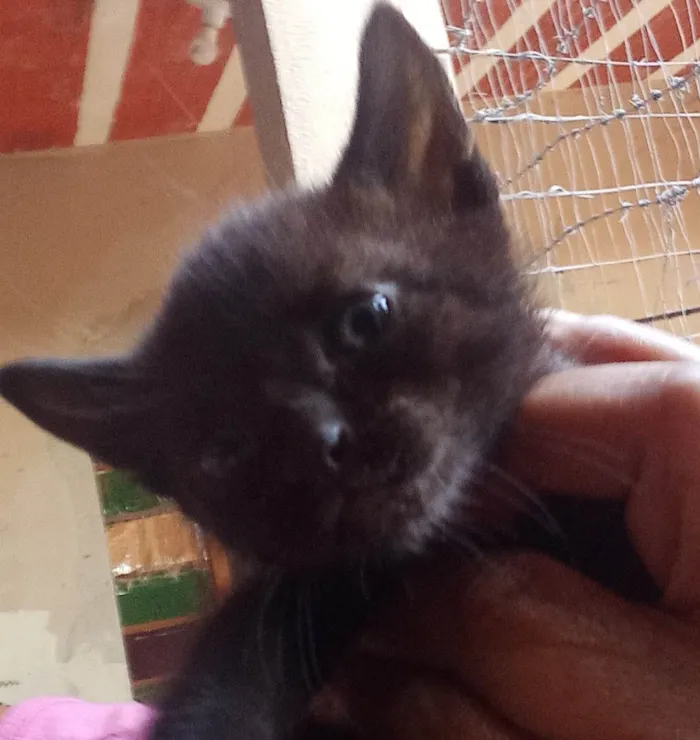 Gato ra a SRD-ViraLata idade Abaixo de 2 meses nome Sem nome