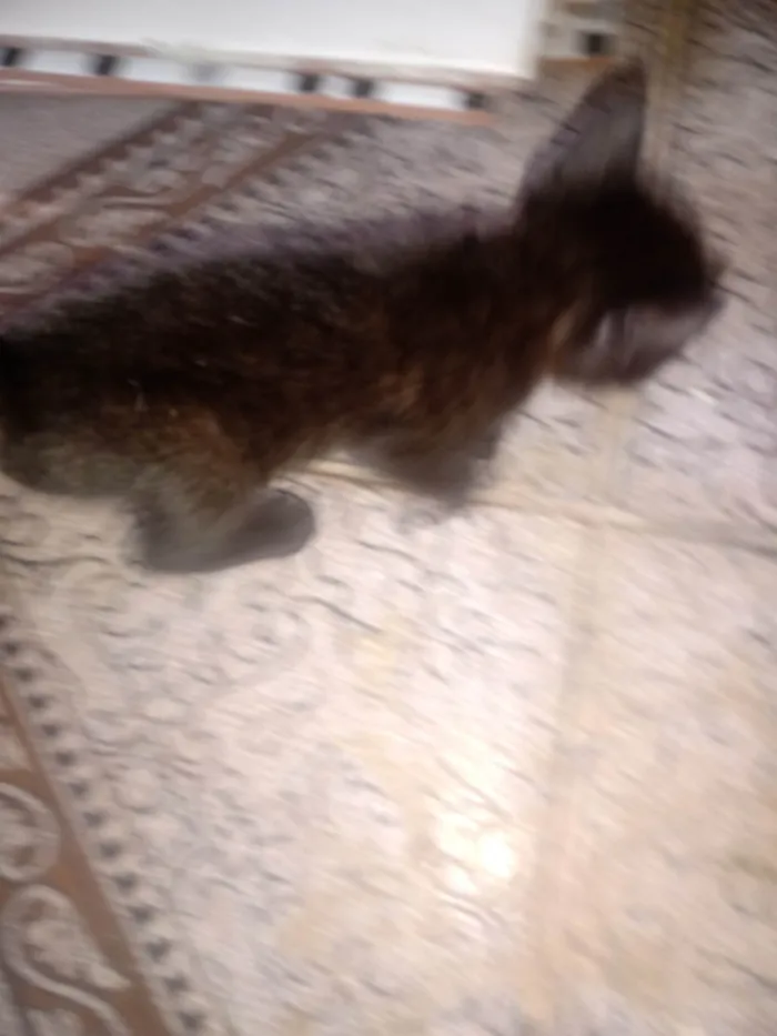 Gato ra a SRD-ViraLata idade Abaixo de 2 meses nome Sem nome