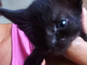 Gato raça SRD-ViraLata idade Abaixo de 2 meses nome Sem nome