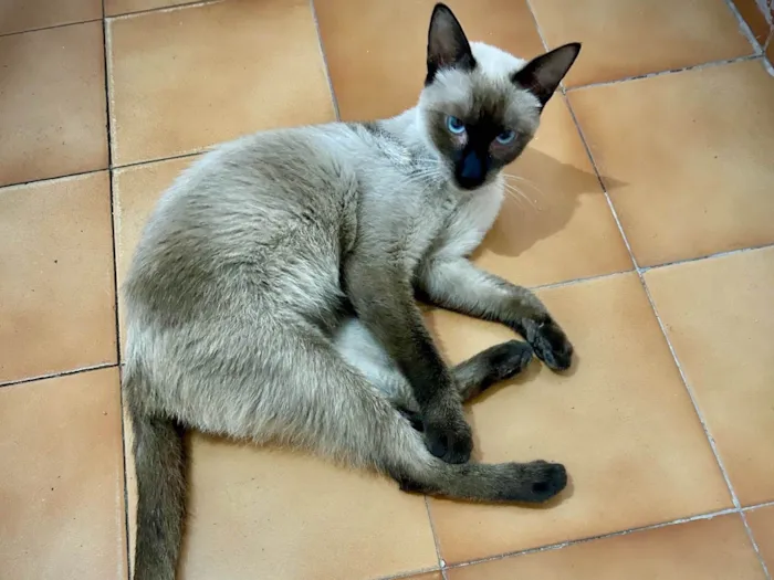 Gato ra a SRD-ViraLata idade 7 a 11 meses nome Mia