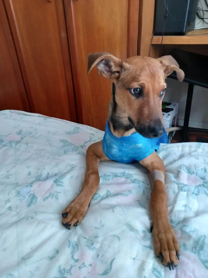 Cachorro ra a SRD-ViraLata idade 2 a 6 meses nome Duque