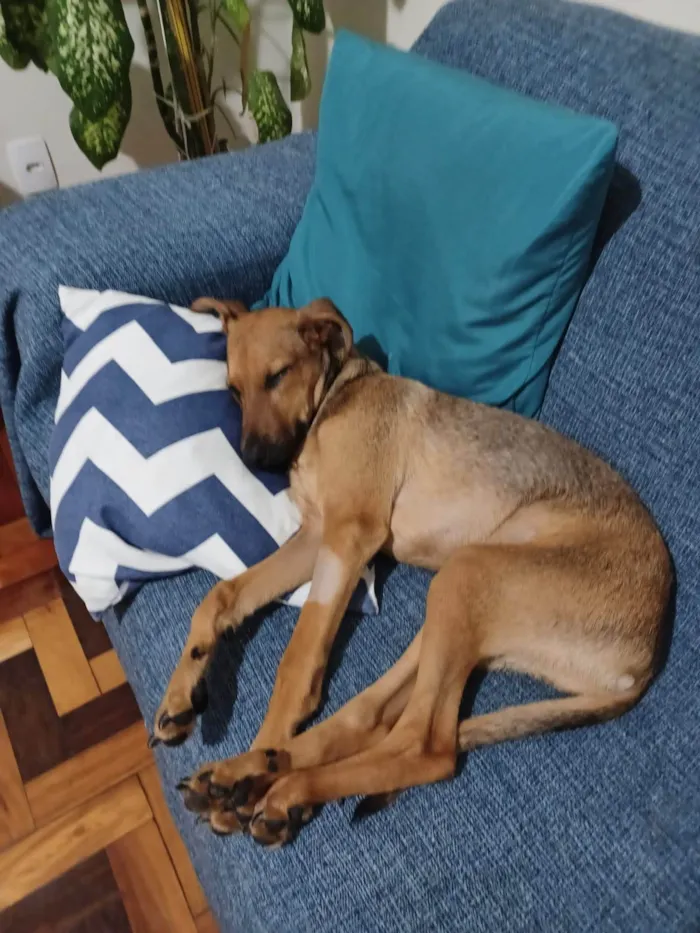 Cachorro ra a SRD-ViraLata idade 2 a 6 meses nome Duque