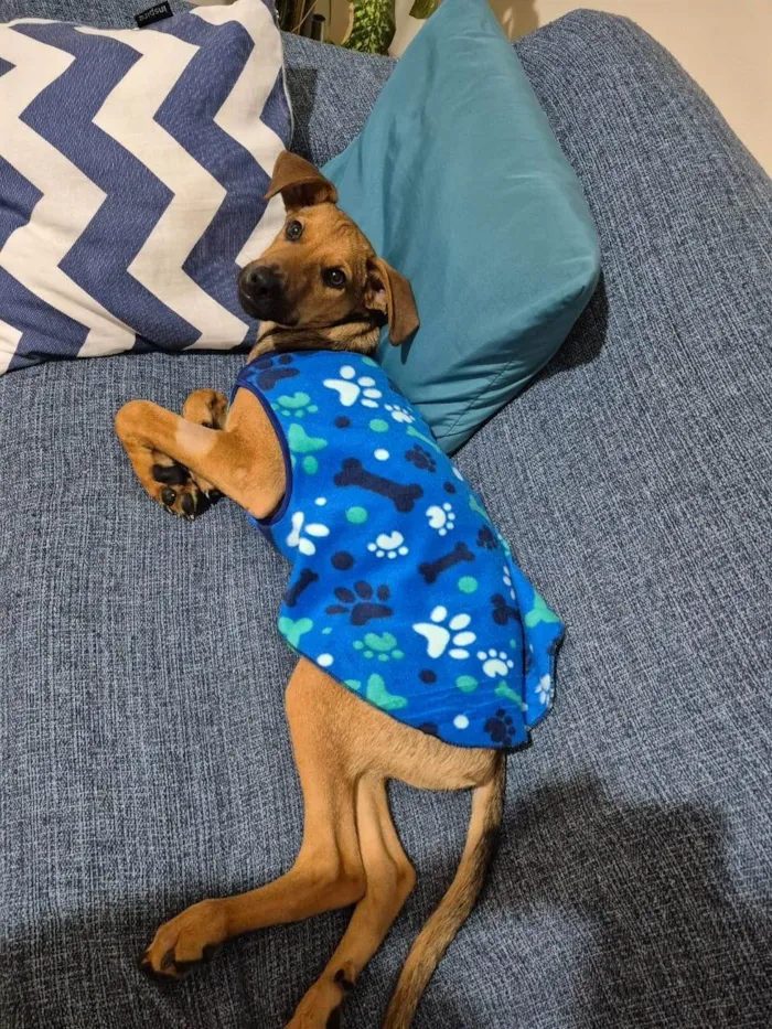 Cachorro ra a SRD-ViraLata idade 2 a 6 meses nome Duque