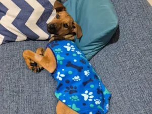 Cachorro raça SRD-ViraLata idade 2 a 6 meses nome Duque