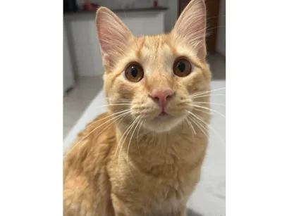 Gato raça SRD-ViraLata idade 7 a 11 meses nome Frederico