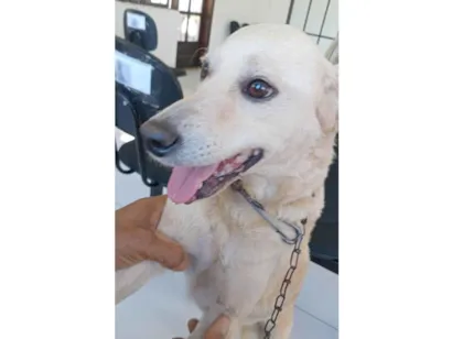 Cachorro raça SRD-ViraLata idade 5 anos nome NINA