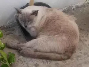 Gato raça Siamês idade 3 anos nome Ñ tem