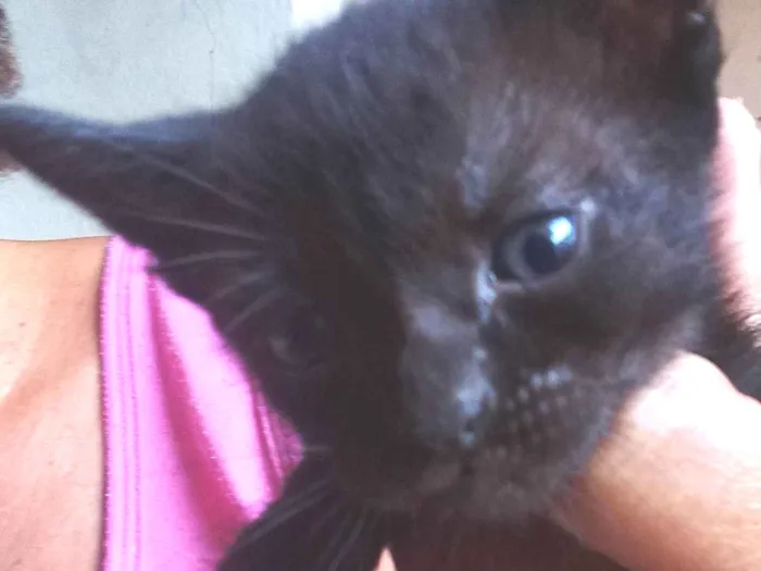 Gato ra a SRD-ViraLata idade Abaixo de 2 meses nome Sem nome