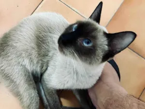 Gato raça SRD-ViraLata idade 7 a 11 meses nome Mia