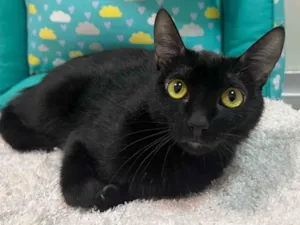 Gato raça SRD-ViraLata idade 7 a 11 meses nome SHERLOCK