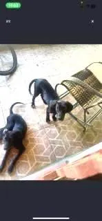 Cachorro ra a SRD-ViraLata idade 2 a 6 meses nome Thor 