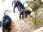 Cachorro raça SRD-ViraLata idade 2 a 6 meses nome Thor 