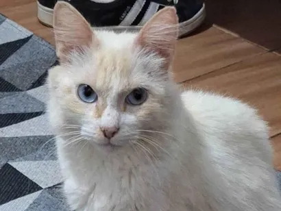 Gato raça SRD-ViraLata idade 2 anos nome Nao sei