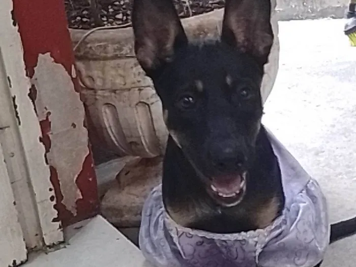 Cachorro ra a SRD-ViraLata idade 3 anos nome Pingo 
