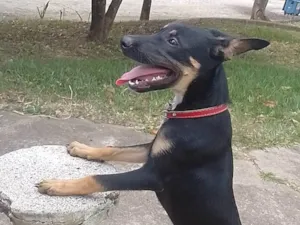 Cachorro raça SRD-ViraLata idade 3 anos nome Pingo 