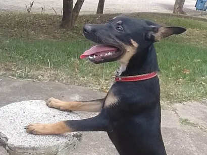 Cachorro raça SRD-ViraLata idade 3 anos nome Pingo 