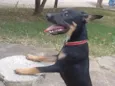 Pingo