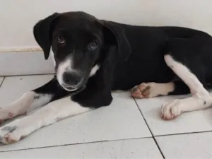 Cachorro raça SRD-ViraLata idade 2 a 6 meses nome PRETA