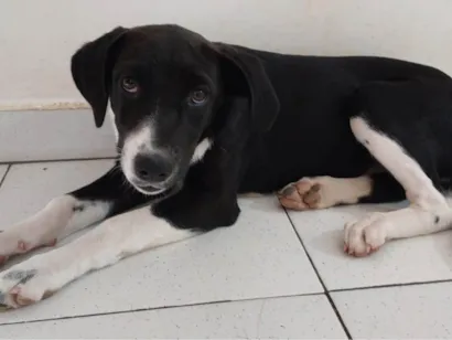 Cachorro raça SRD-ViraLata idade 2 a 6 meses nome PRETA