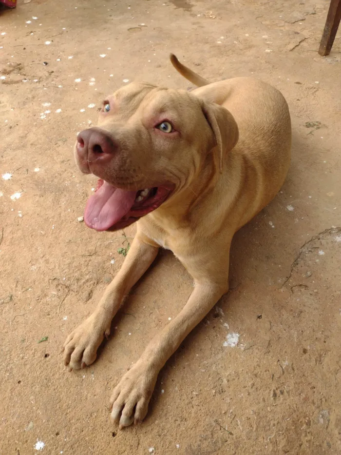Cachorro ra a Pit-Bull idade 2 anos nome Bruce 