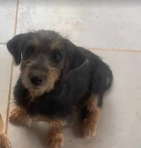 Cachorro ra a SRD-ViraLata idade 2 a 6 meses nome Morgana